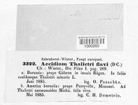 Aecidium thalictri-flavi image